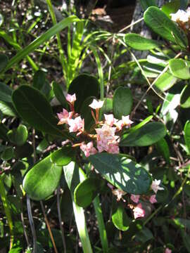 Image of Boronia koniambiensis Däniker