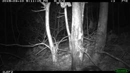 Image of Allegheny Spotted Skunk