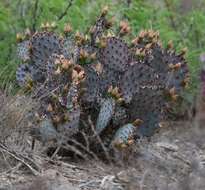 Image of Brownspine Pricklypear