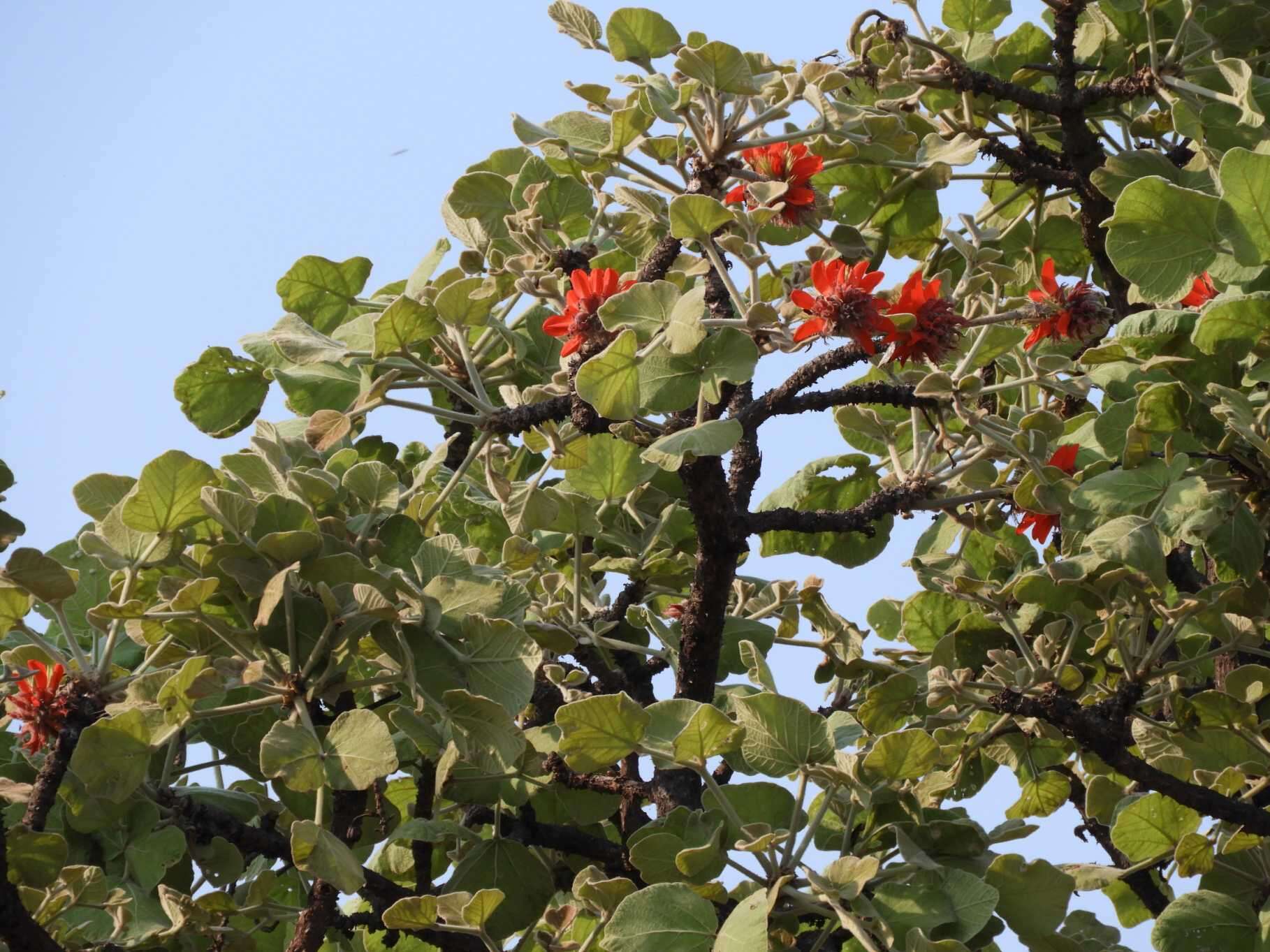 Image of Broad-leaved coral-tree