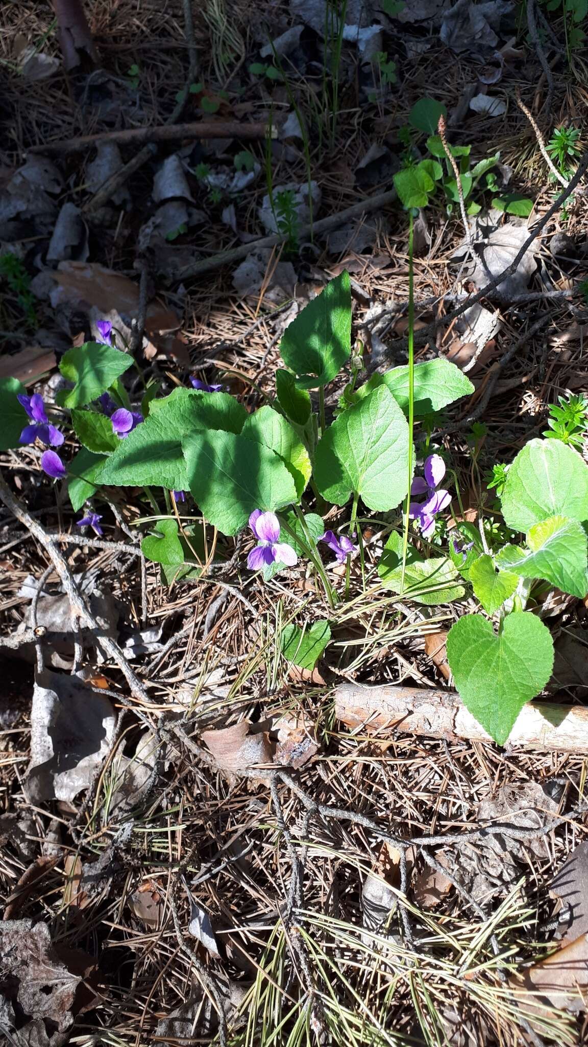 Слика од Viola collina Bess.