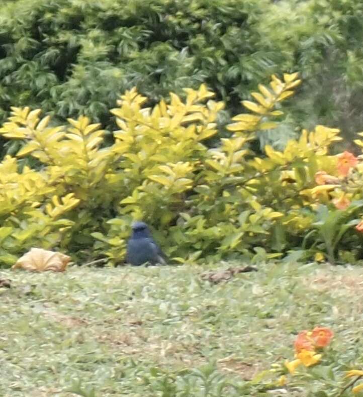 Image of Nilgiri Flycatcher