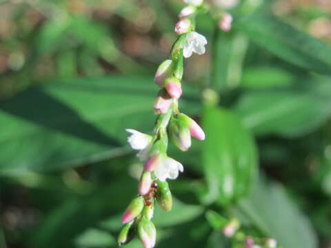 Image of Water-pepper