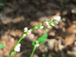 Image of Water-pepper