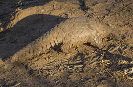 Image of Ground Pangolins