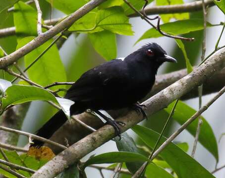 Image of East Amazonian Fire-eye