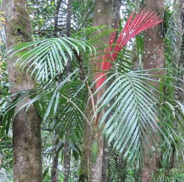 Image of Chambeyronia divaricata (Brongn.) Hodel & C. F. Barrett