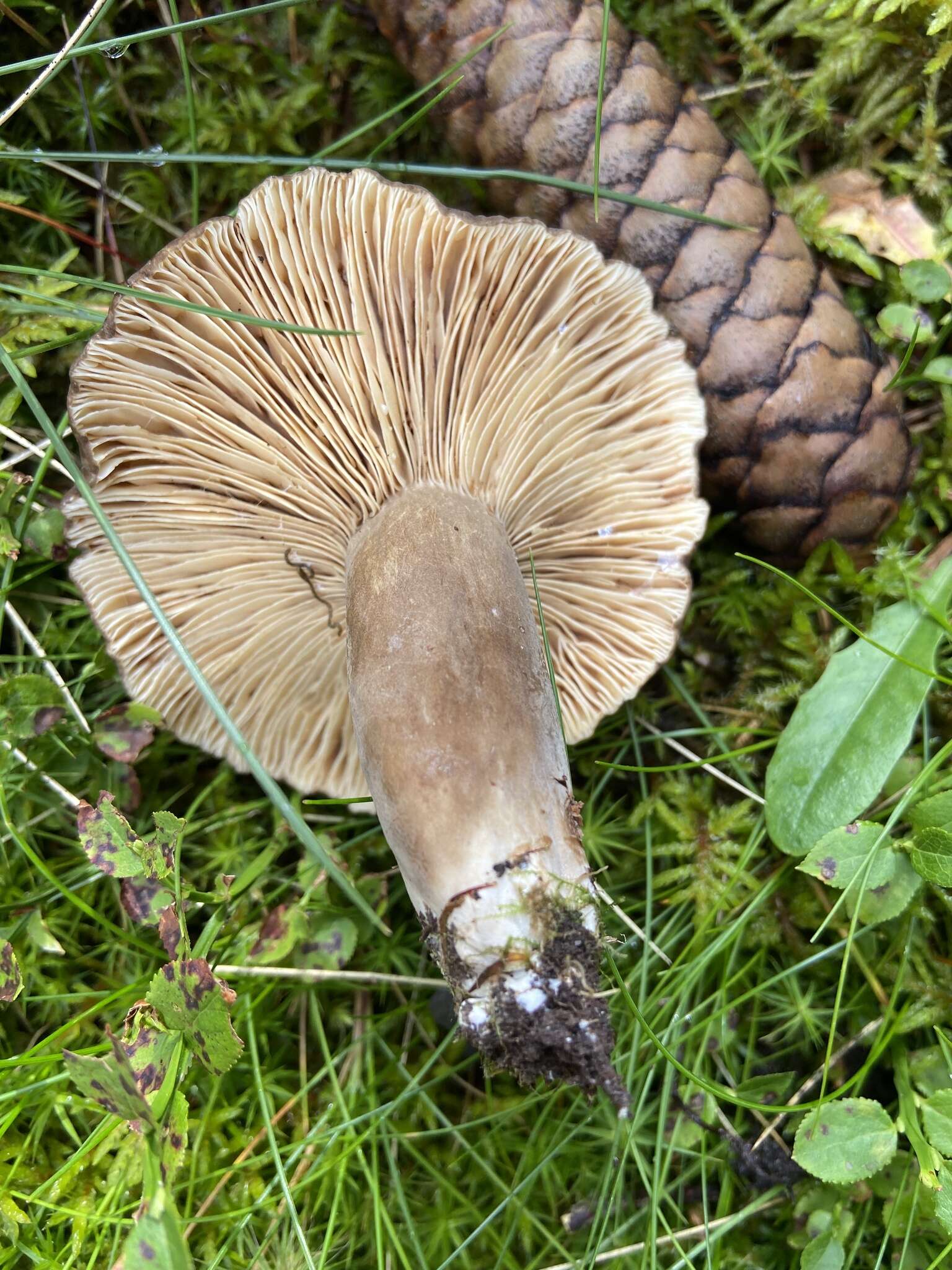 Image of Lactarius picinus Fr. 1838