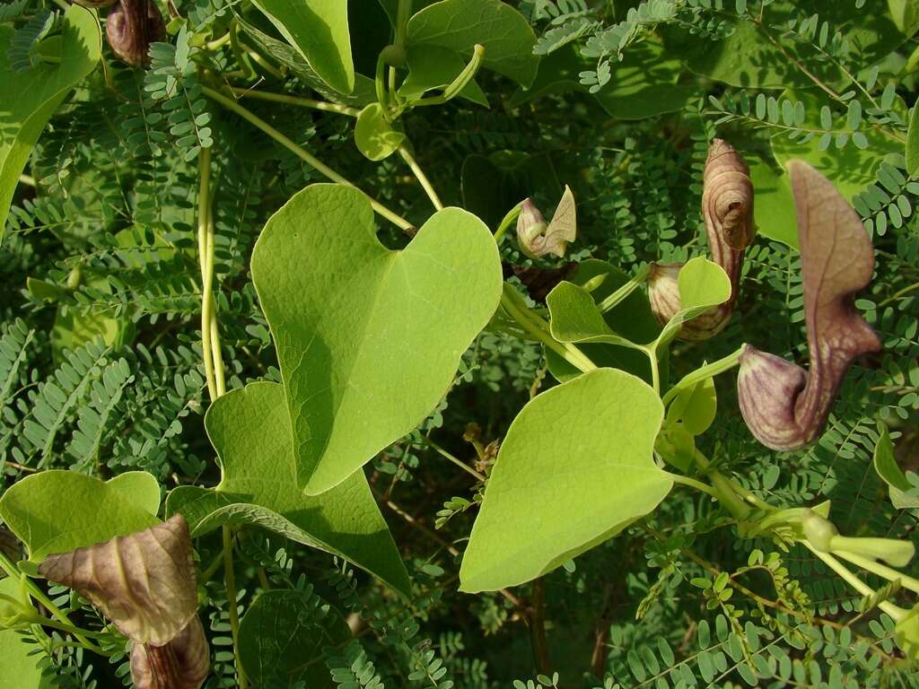 Image de Aristolochia argentina Griseb.