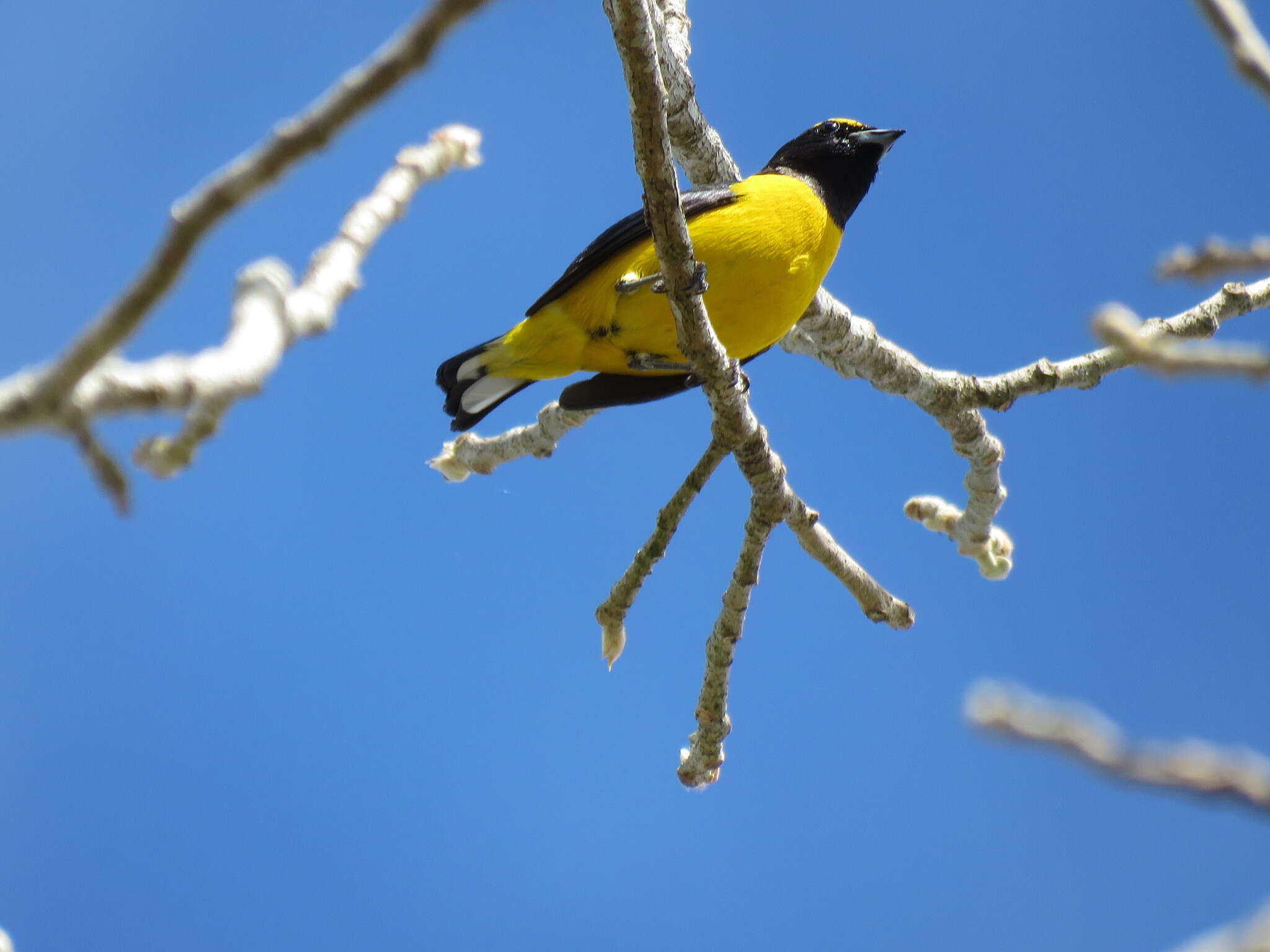 Image of scrub euphonia