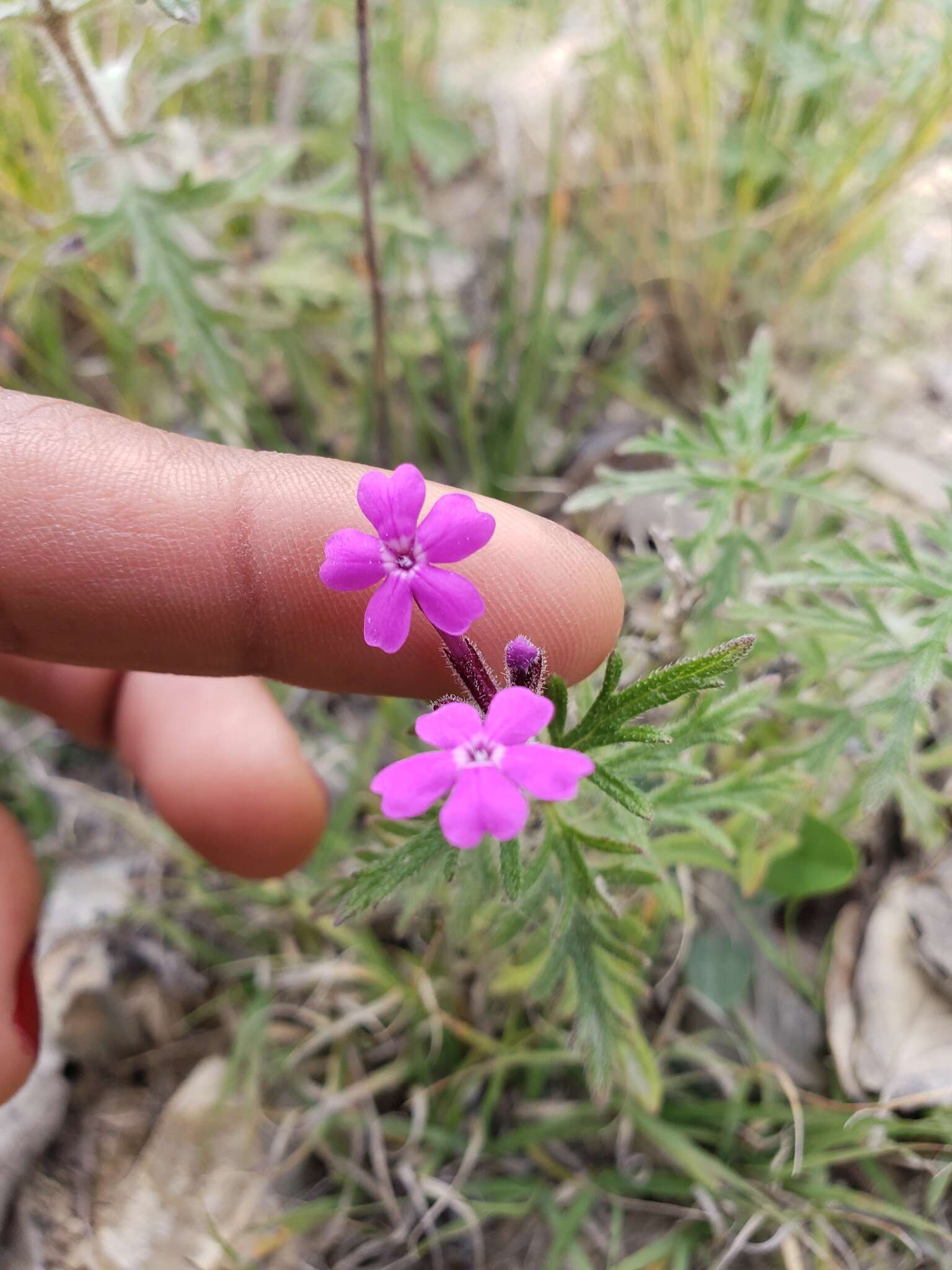 Imagem de Glandularia elegans (Kunth) Umber