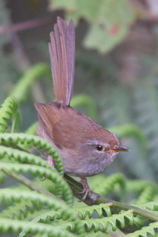 Image of Aberrant Bush Warbler