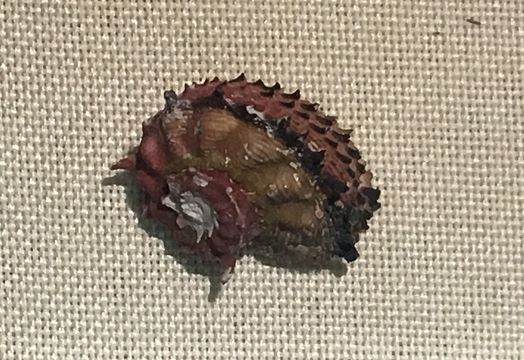 Image of Poppe's angaria