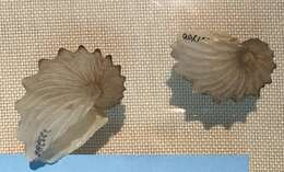 Image of argonauts and paper nautiluses