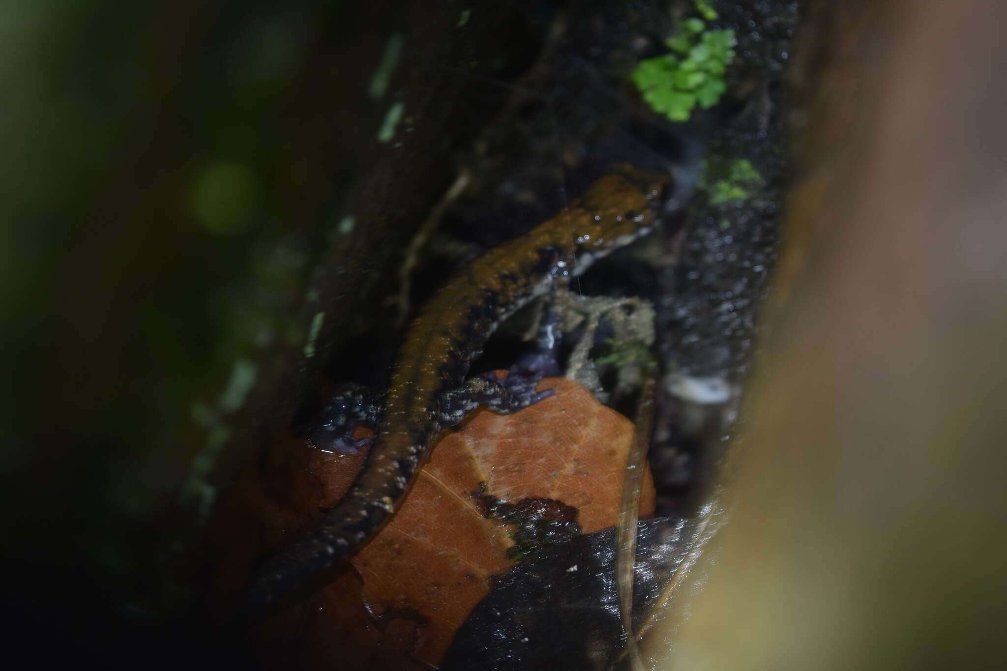 Image of Plethodon petraeus Wynn, Highton & Jacobs 1988