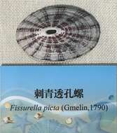 Image of Fissurella picta (Gmelin 1791)