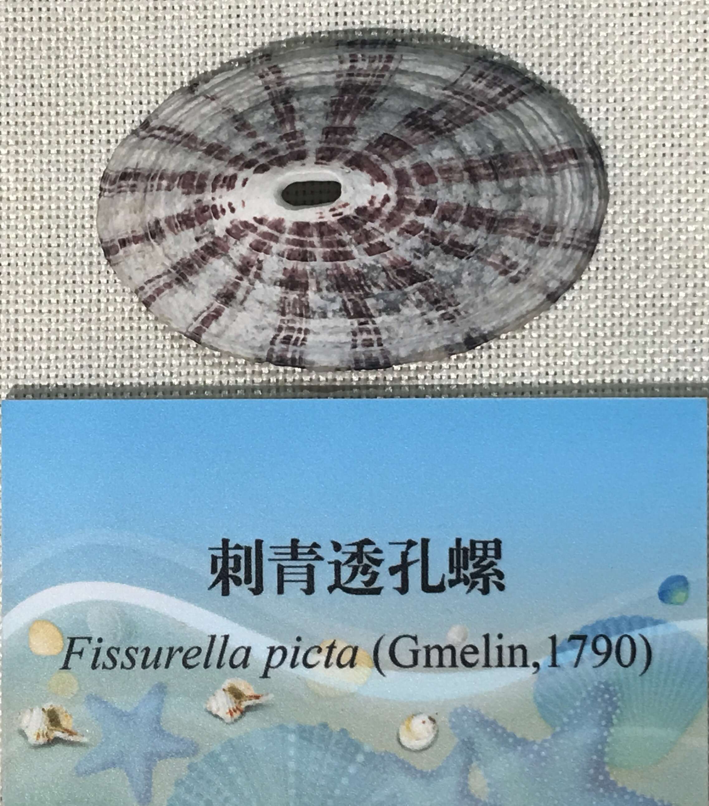 Image of Fissurella picta (Gmelin 1791)