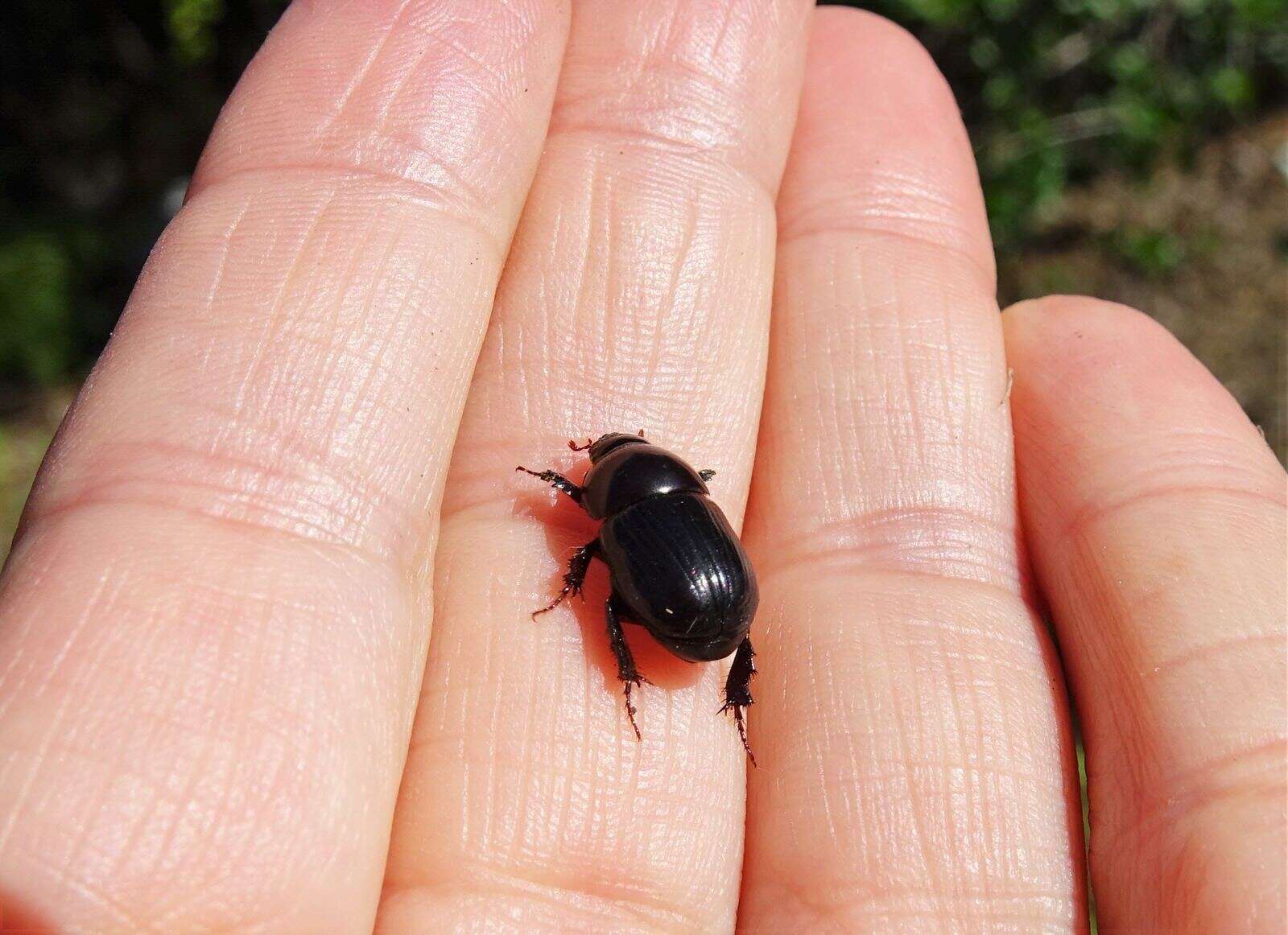 Image of black lawn beetle