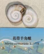 Image of Giant rams-horn snail