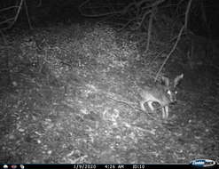 Image of Granada Hare