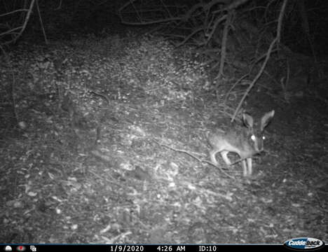 Image of Granada Hare