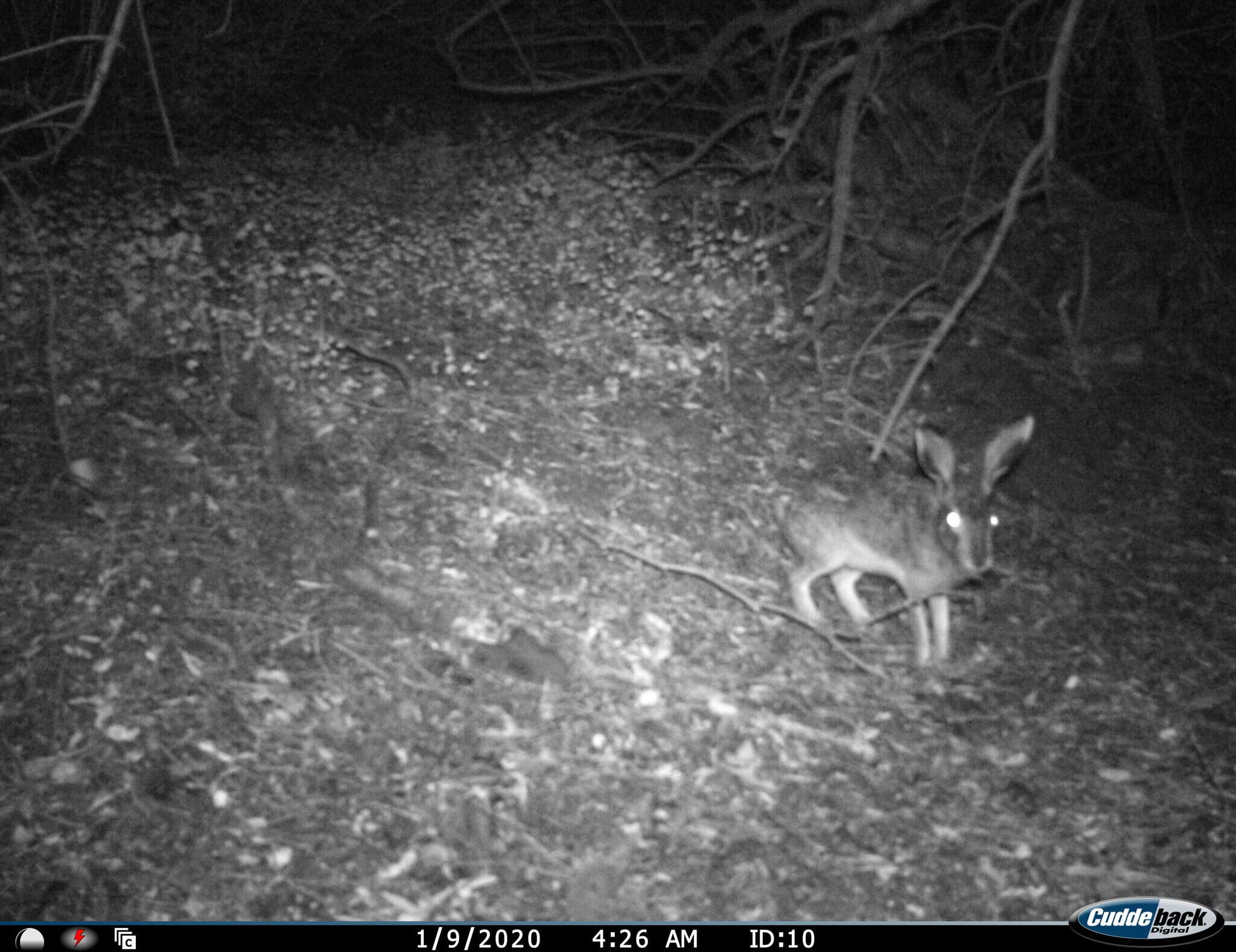 Image of Granada Hare