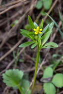 Image of Graceful Buttercup