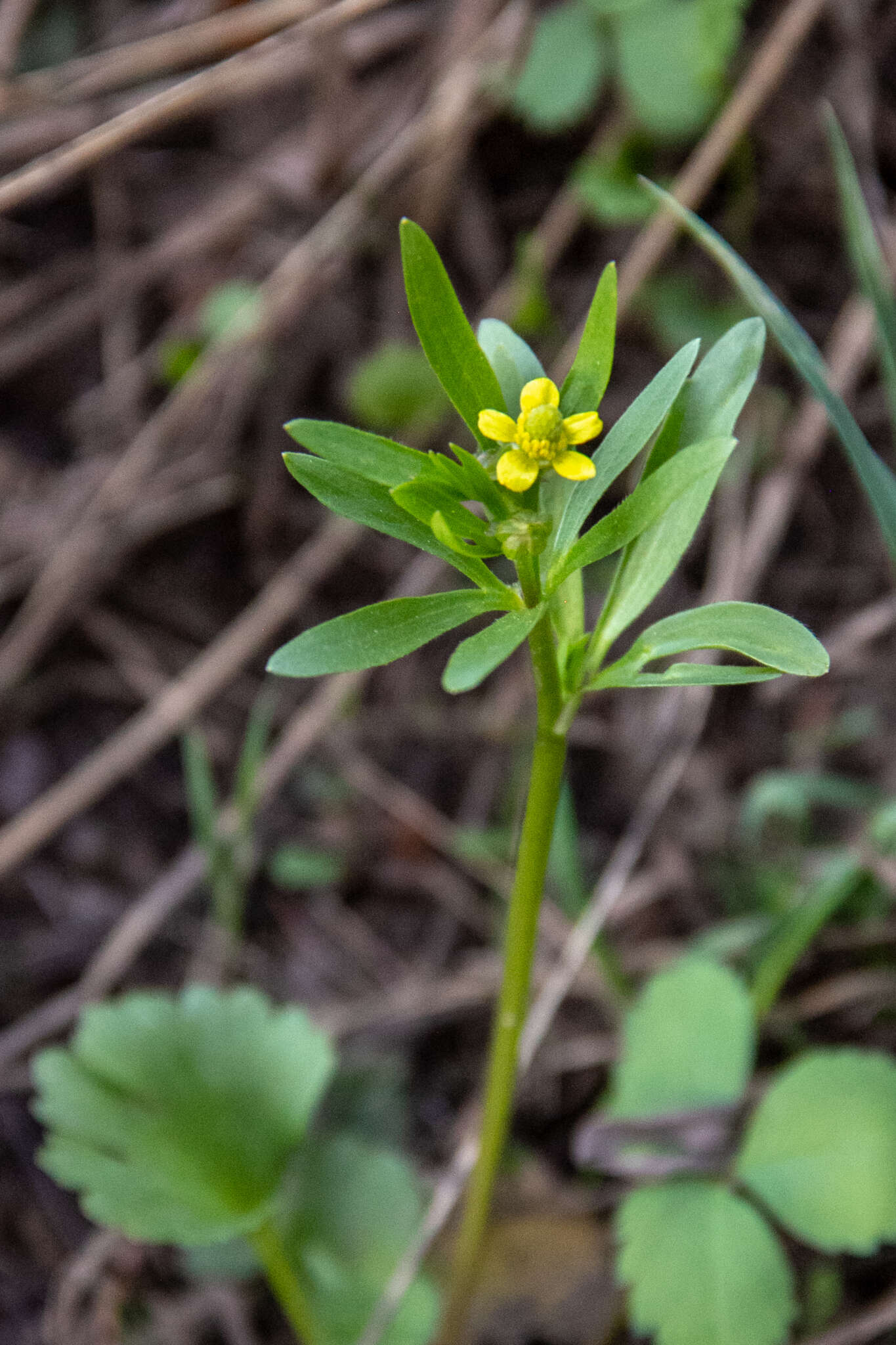 Image of Graceful Buttercup