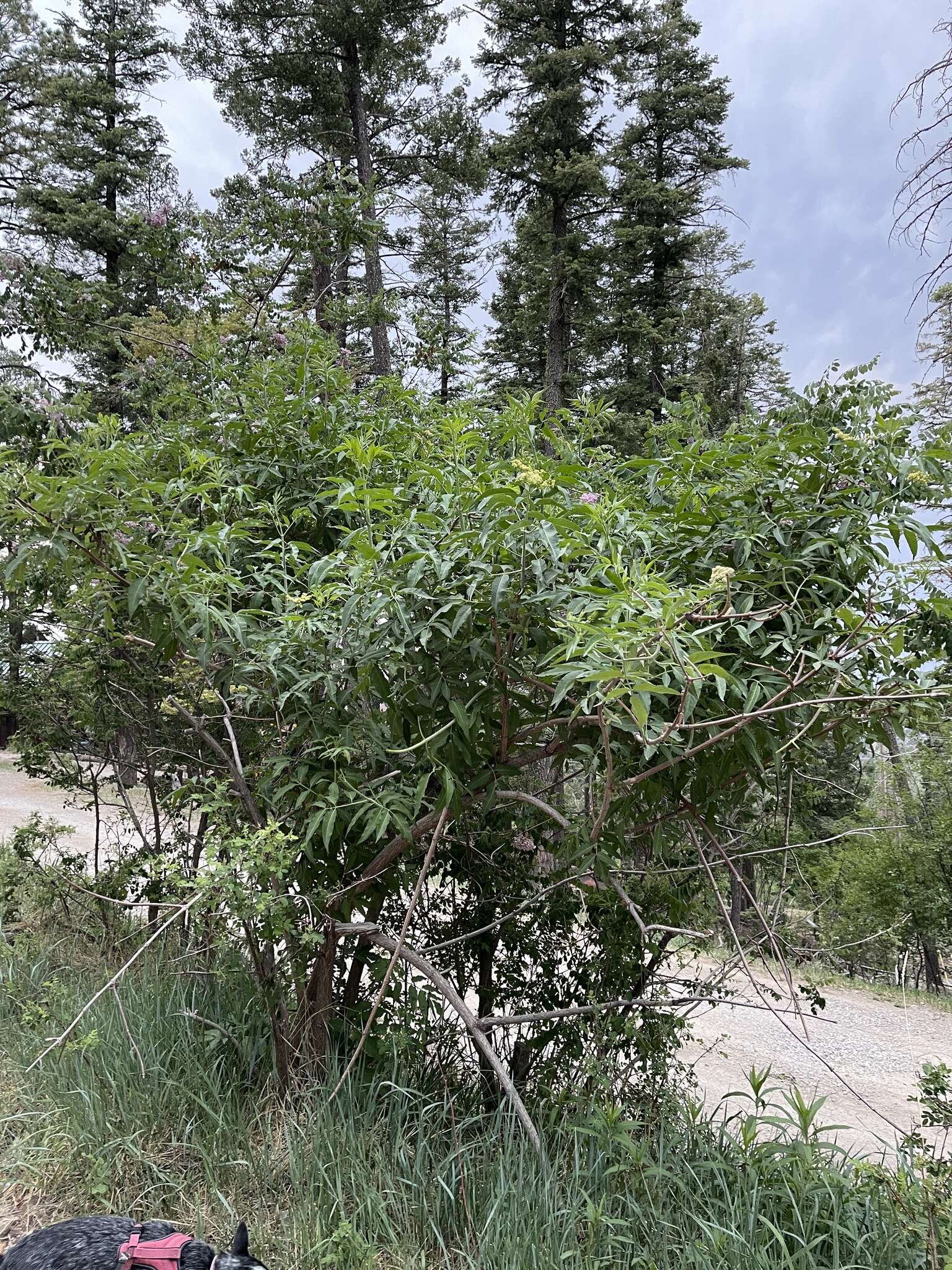 Image de Sambucus cerulea var. neomexicana