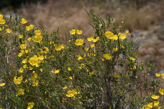 Image of tree poppy