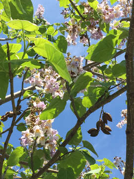 Image of Paulownia tomentosa (Thunb.) Steud.