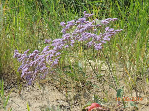 Image of <i>Limonium gmelini</i>