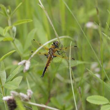 Image of Four-spotted Chaser