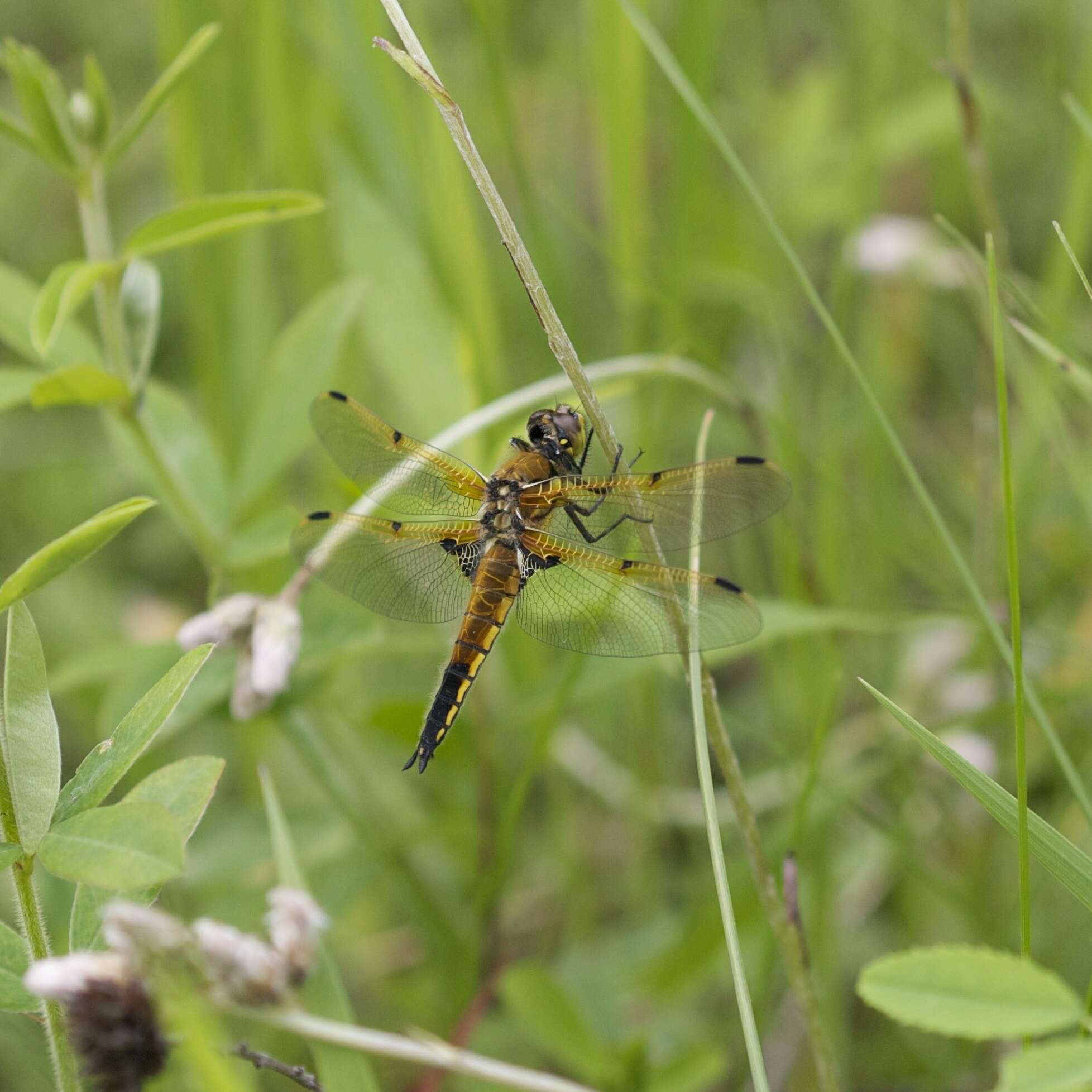 Image of Four-spotted Chaser