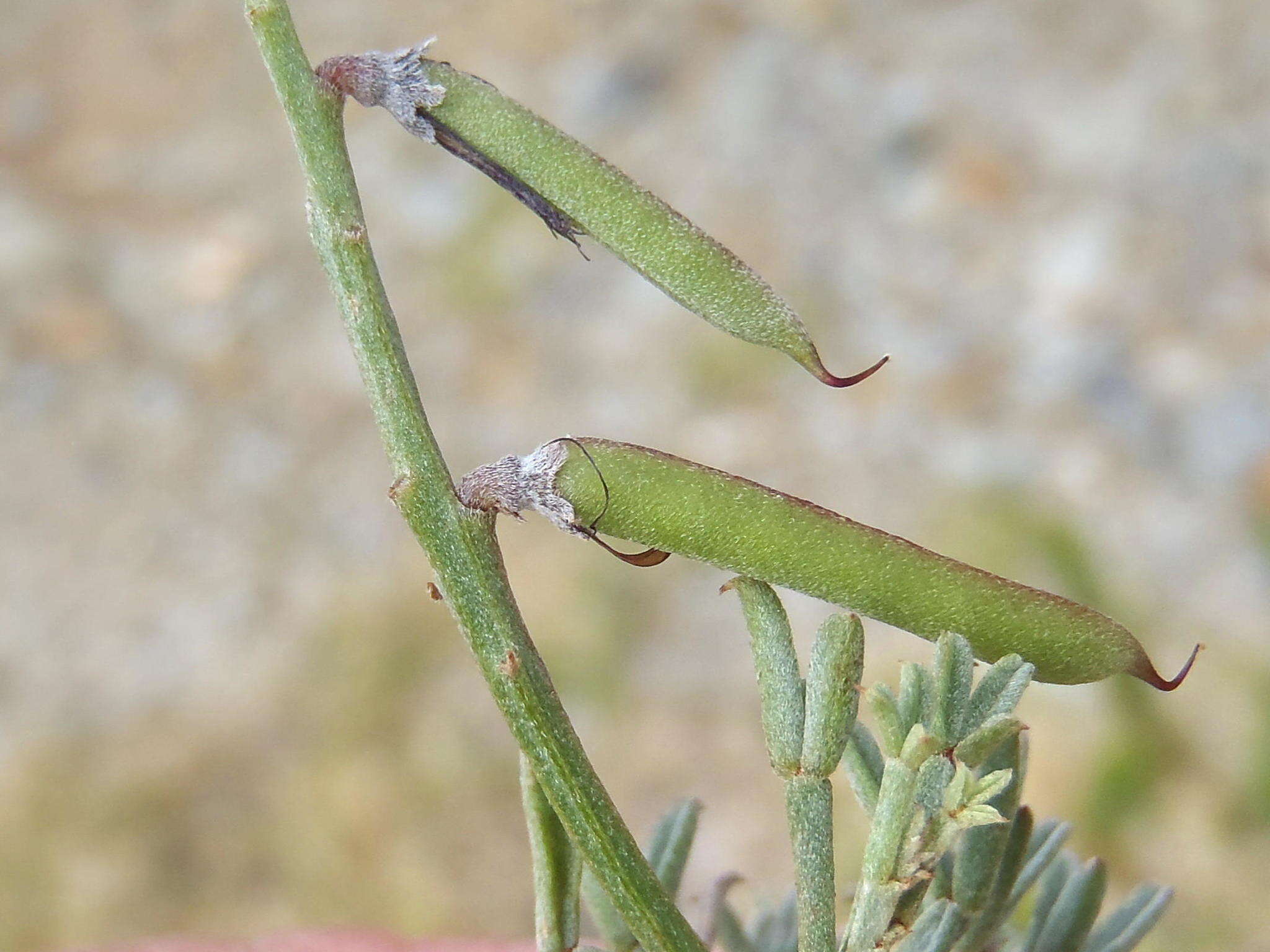 Image of Indigofera meyeriana Eckl. & Zeyh.