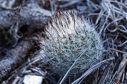 Image of Turbinicarpus subterraneus subsp. booleanus (G. S. Hinton) D. R. Hunt