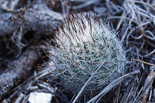 Sivun Turbinicarpus subterraneus subsp. booleanus (G. S. Hinton) D. R. Hunt kuva