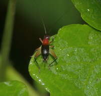 Слика од Trigonidium (Trigonidium) cicindeloides Rambur 1838