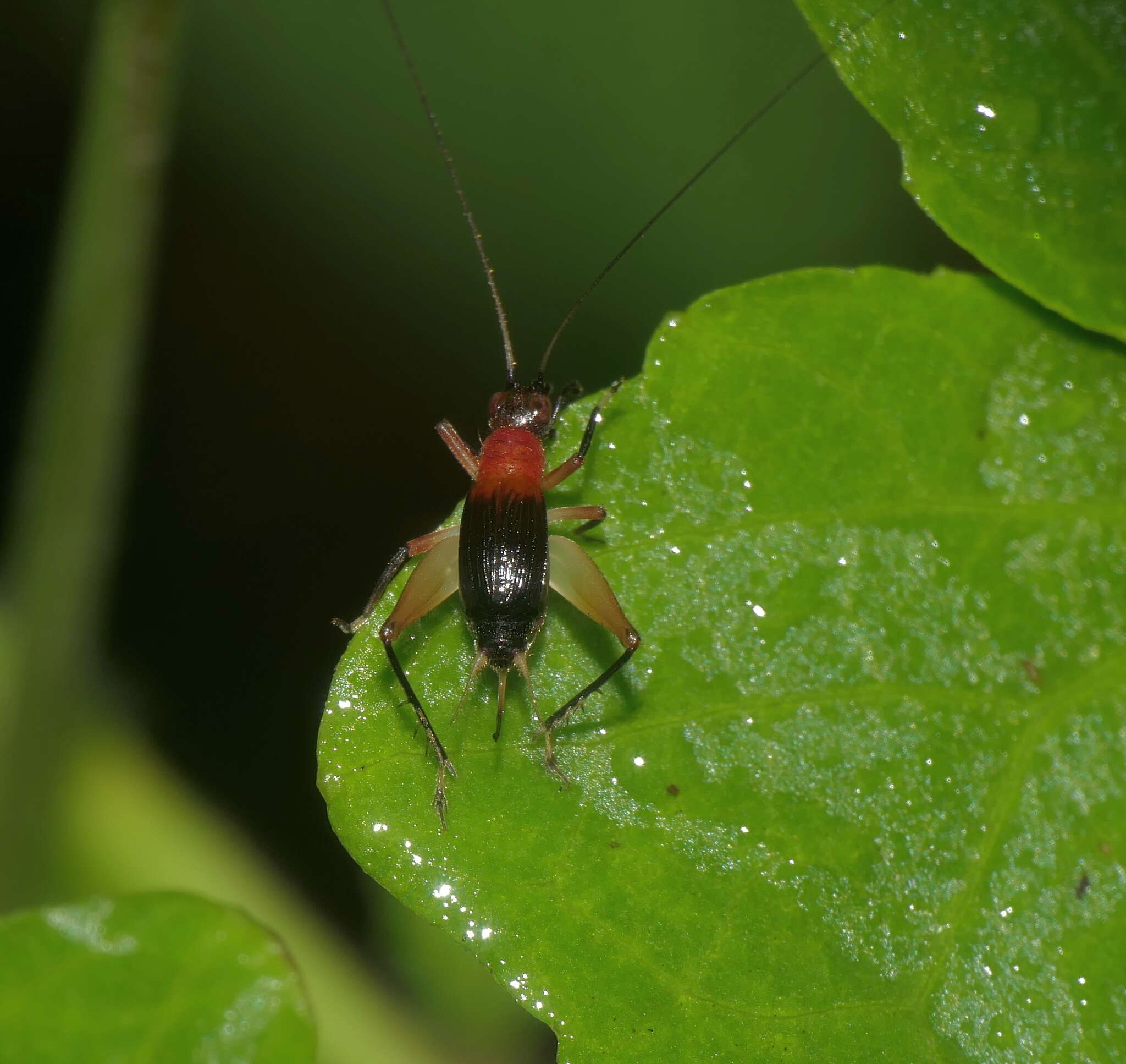 Слика од Trigonidium (Trigonidium) cicindeloides Rambur 1838