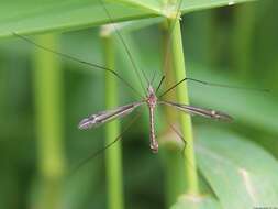 Image of Tipula (Yamatotipula) lateralis Meigen 1804