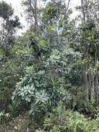 Image of Tabebuia cassinoides (Lam.) DC.