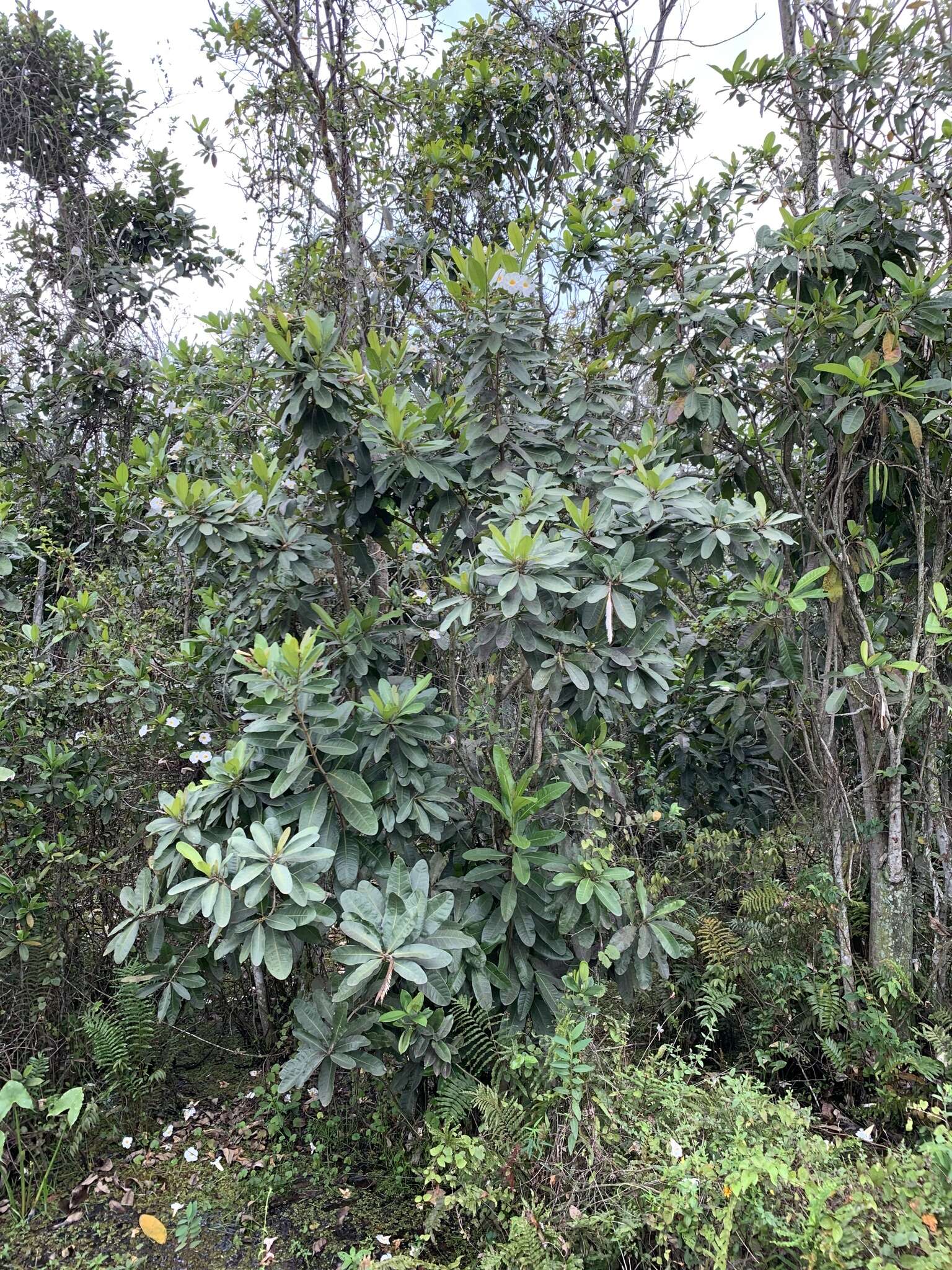 Image of Tabebuia cassinoides (Lam.) DC.