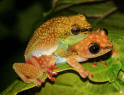 Image of Dotted Reed Frog