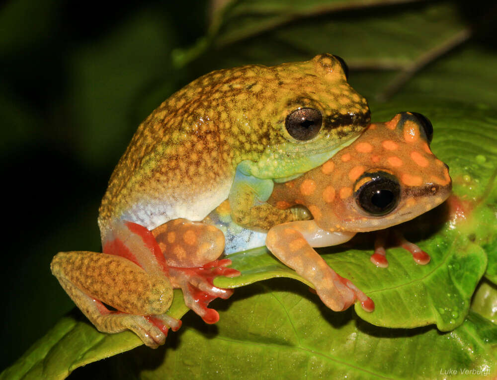 Image of Dotted Reed Frog