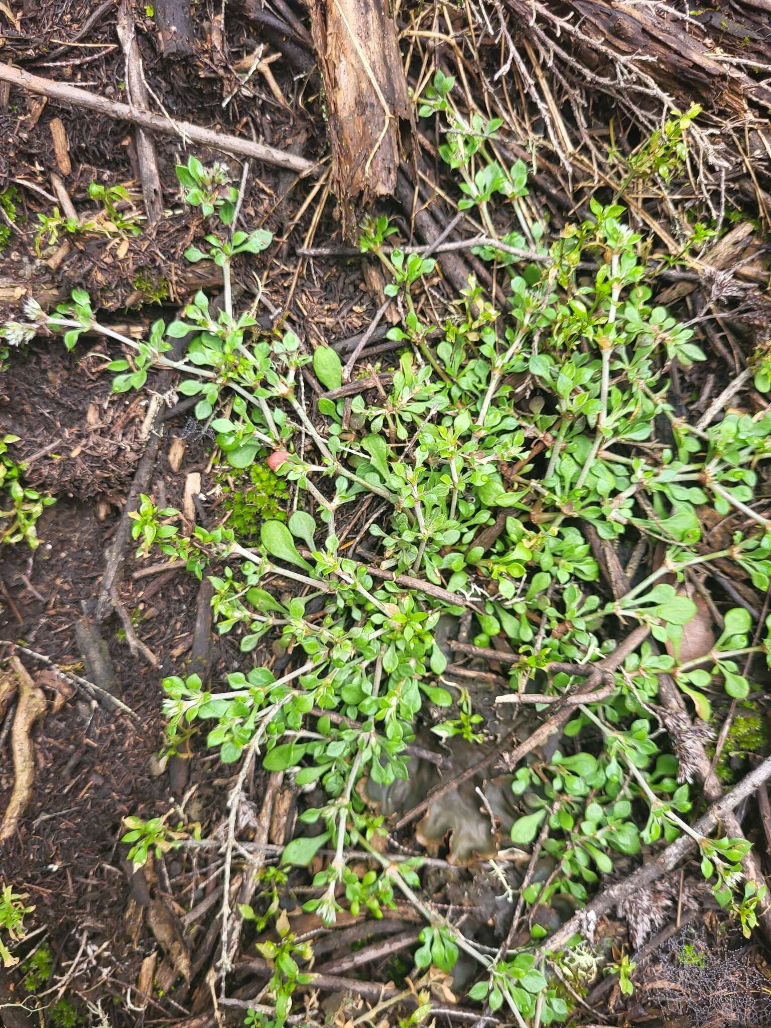 Plancia ëd Polycarpaea latifolia (Willd.) Poir.