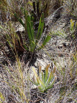 Image of Protea scabra R. Br.