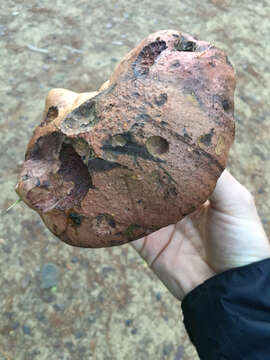 Image of Liver Bolete