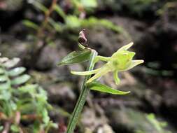 Platanthera mandarinorum Rchb. fil.的圖片