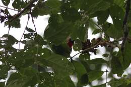 Image of Black-throated Malimbe