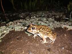 Слика од Leptodactylus bufonius Boulenger 1894